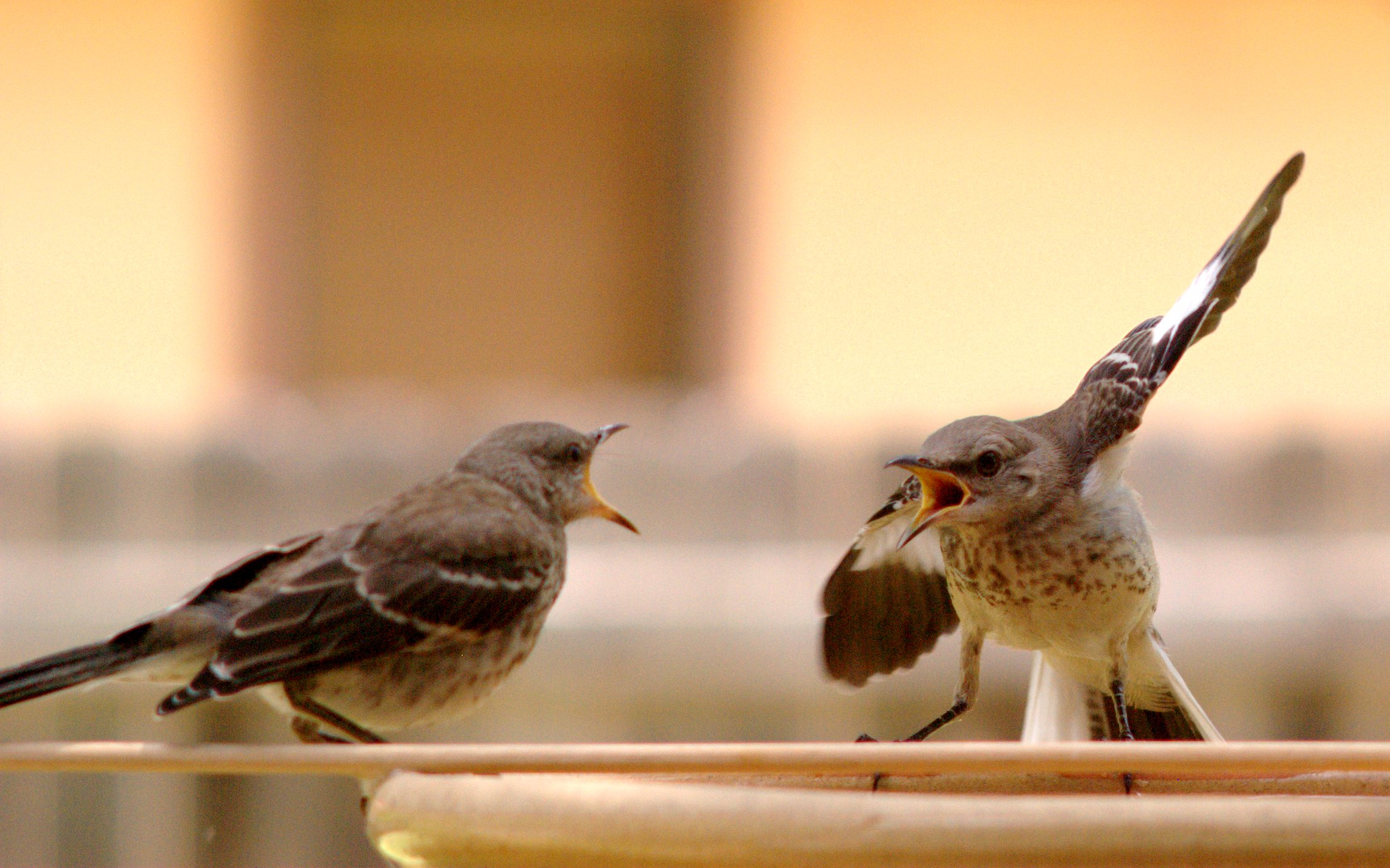 Mocking_Bird_Argument