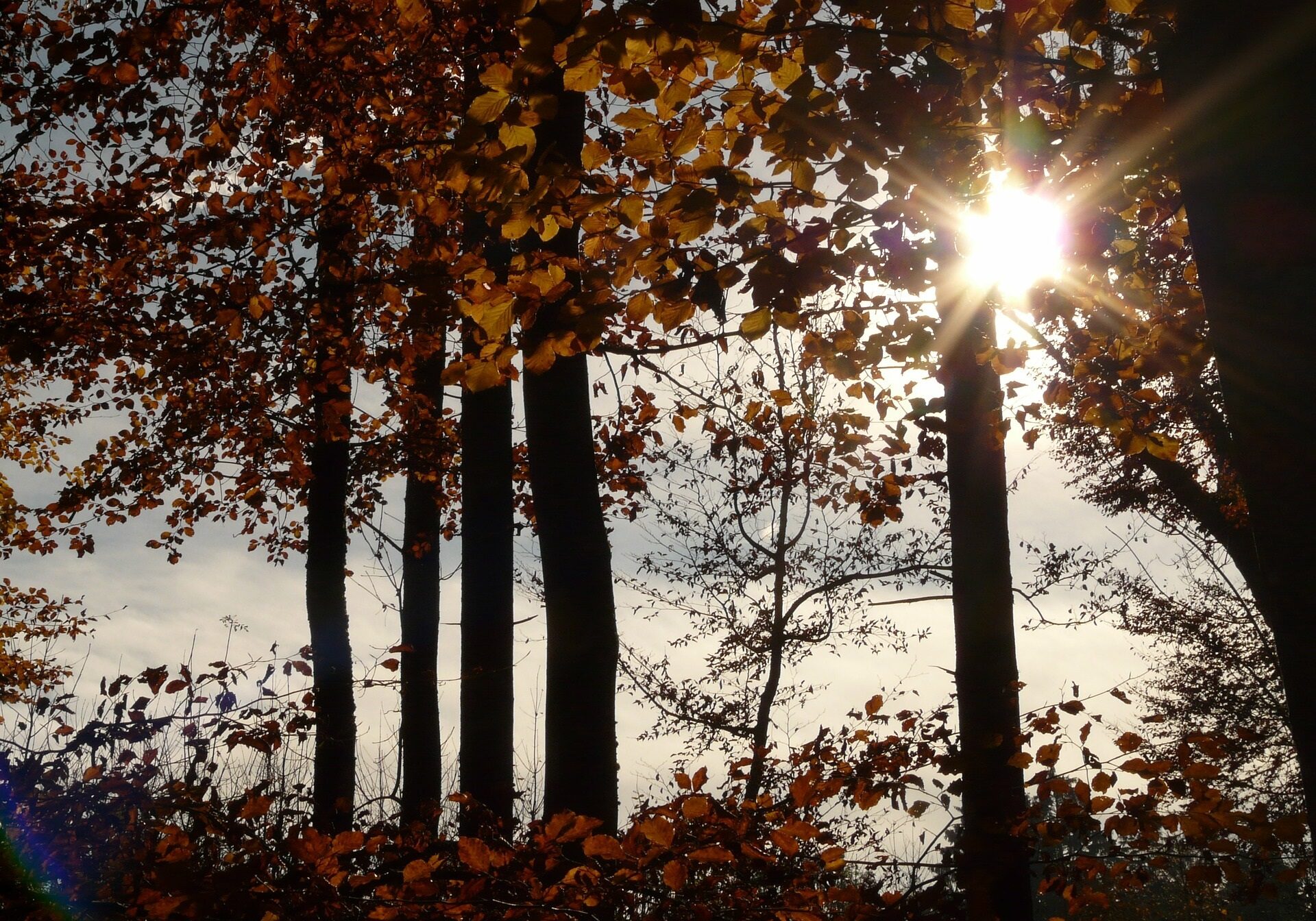 beech-wood-10582_1920 - Hans